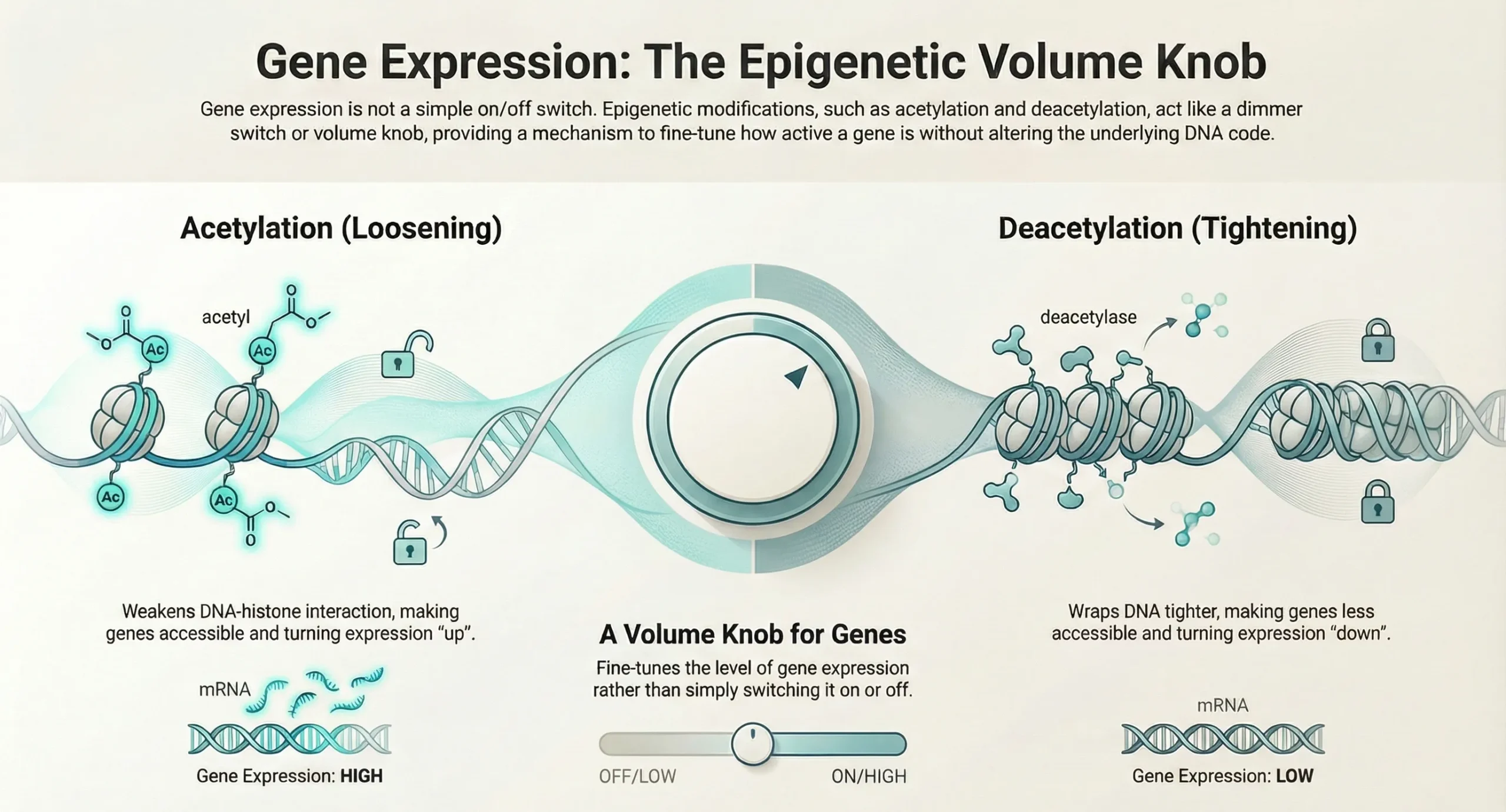 Histone Modification