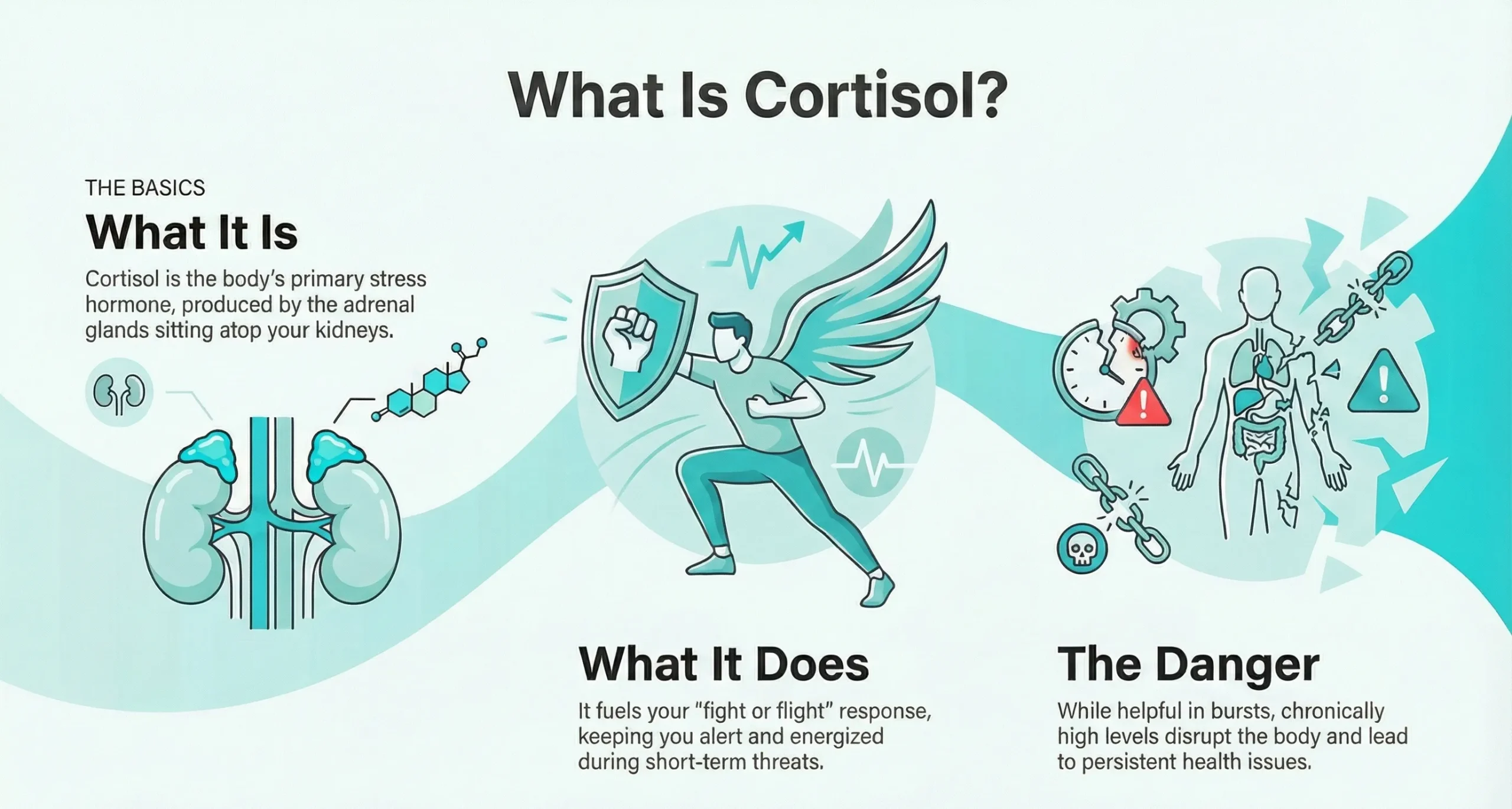 What Is Cortisol